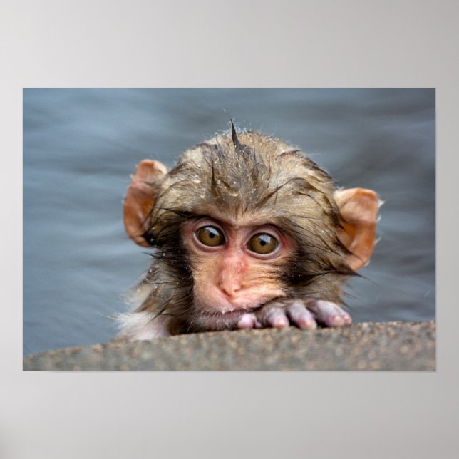 Baby Japanese Macaque | Jigokudani Yaen-Koen Poster (Front)