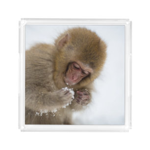 Baby Japanese Macaque Snow Monkey Acrylic Tray