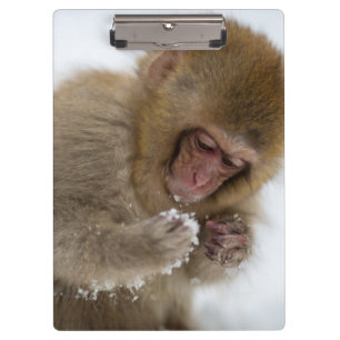 Baby Japanese Macaque Snow Monkey Clipboard