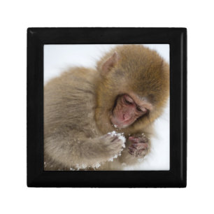 Baby Japanese Macaque   Snow Monkey Gift Box