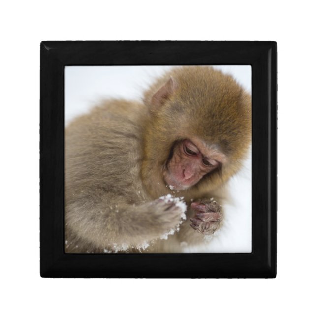 Baby Japanese Macaque | Snow Monkey Gift Box (Front)