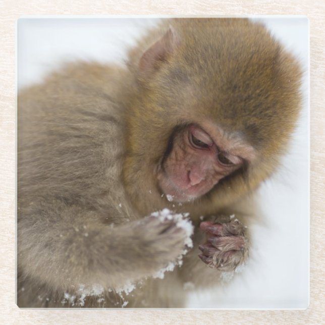 Baby Japanese Macaque | Snow Monkey Glass Coaster (Front)