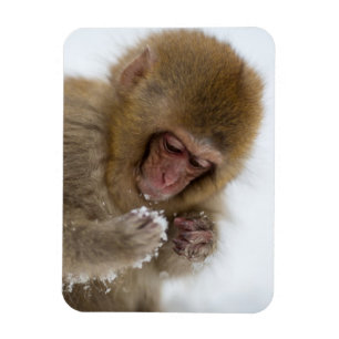 Baby Japanese Macaque Snow Monkey Magnet