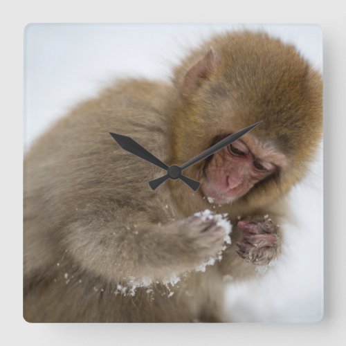 Baby Japanese Macaque  Snow Monkey Square Wall Clock