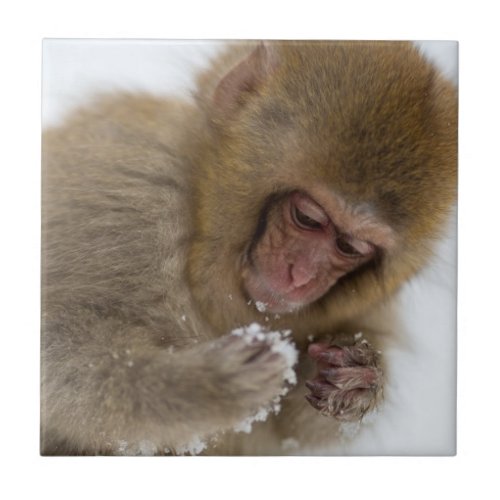 Baby Japanese Macaque  Snow Monkey Tile