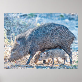 Baby Javelina Pigs And Mother In South Texas Poster