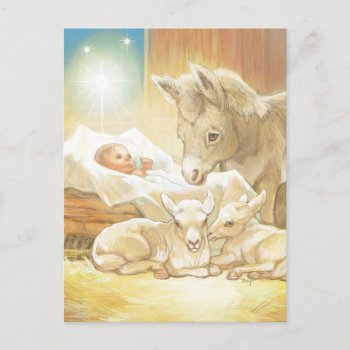 Baby Jesus Nativity With Lambs And Donkey Postcard by gingerbreadwishes at Zazzle
