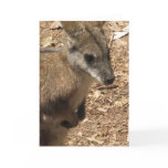 Baby Kangaroo Greeting Card
