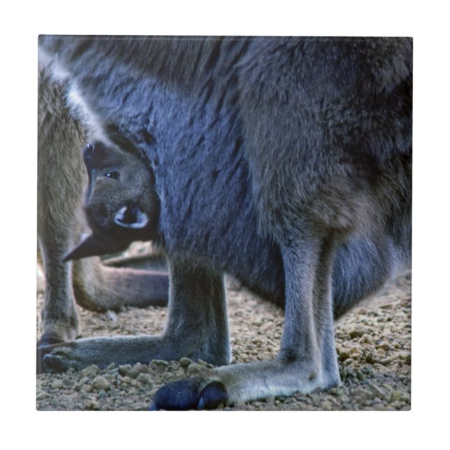 Baby kangaroo in mother's pouch - Australia Ceramic Tile (Front)