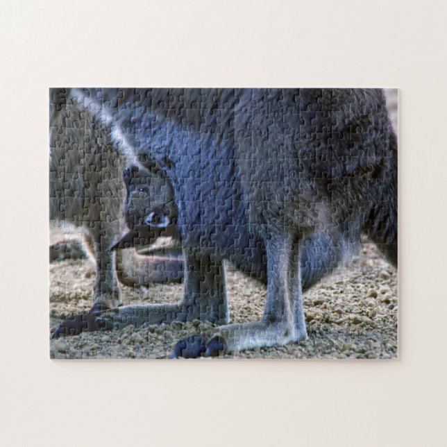Baby kangaroo in mother's pouch - Australia Jigsaw Puzzle (Horizontal)
