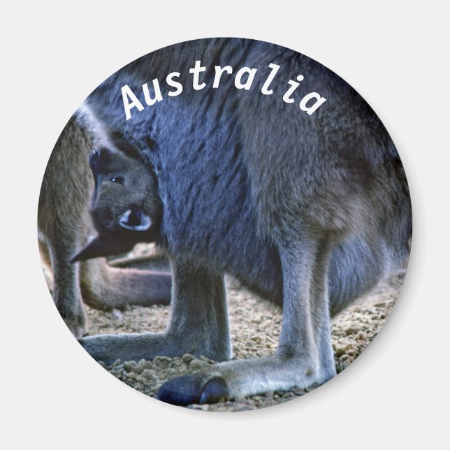 Baby kangaroo in mother's pouch - Australia Magnet (Front)