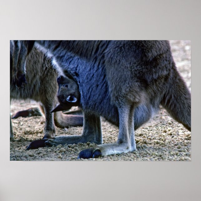 Baby kangaroo in mother's pouch - Australia Poster (Front)