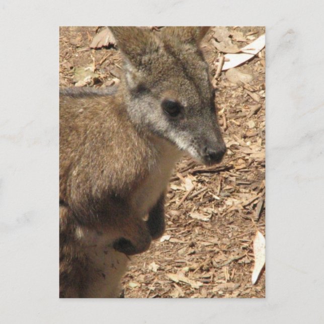 Baby Kangaroo Postcard (Front)
