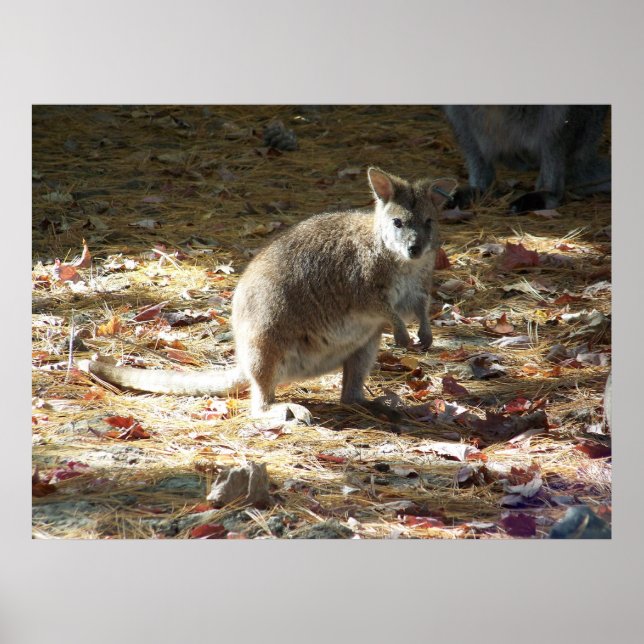 baby kangaroo poster (Front)