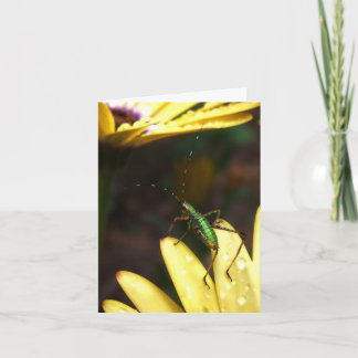 Baby Katydid Leap of Faith Note Card