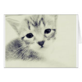 Baby Kittens (Front Horizontal)