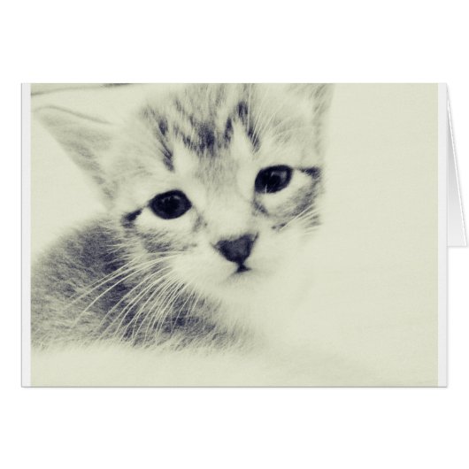 Baby Kittens Cards (Front Horizontal)