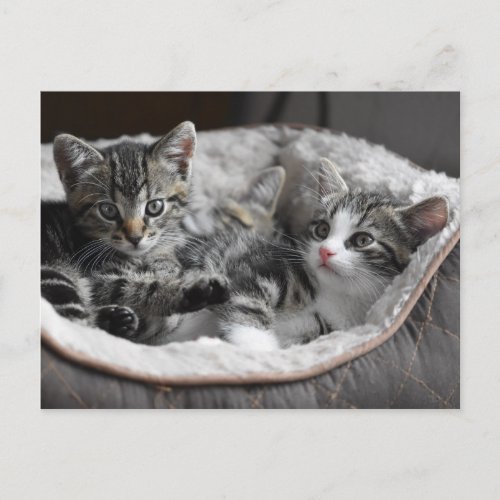 baby kittens postcard