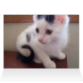 baby kitties (Inside Horizontal (Top))