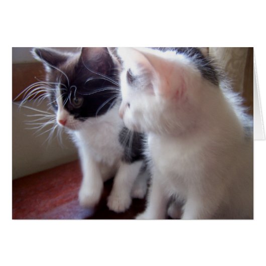 baby kitties cards (Front Horizontal)