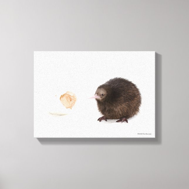 Baby Kiwi Bird Hatched from Egg Canvas Print (Front)