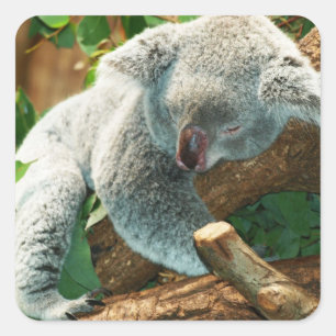 Baby Koala Bear Sleeping in a Tree Square Sticker