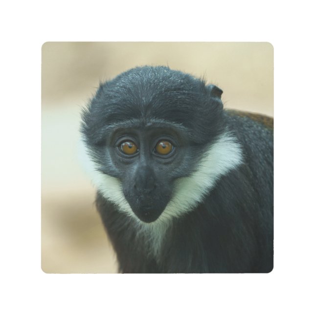 Baby L’Hoest Monkey Metal Print (Front)