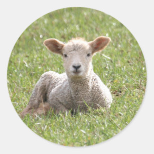 Baby Lamb Classic Round Sticker