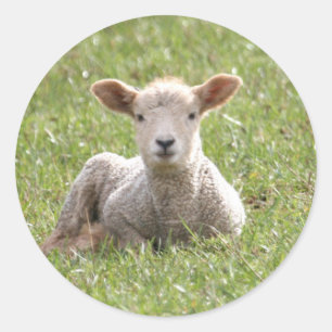 Baby Lamb Classic Round Sticker