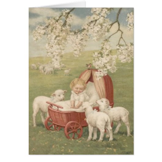 Baby Lamb Dogwood Tree Field (Front)