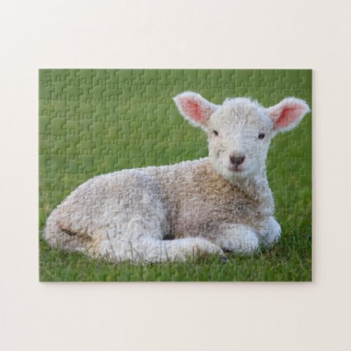 Baby Lamb Jigsaw Puzzle