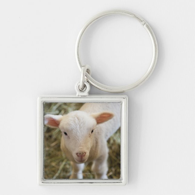 Baby Lamb Keychain (Front)