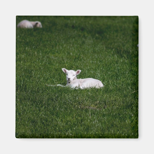 Baby Lamb Magnet (Front)