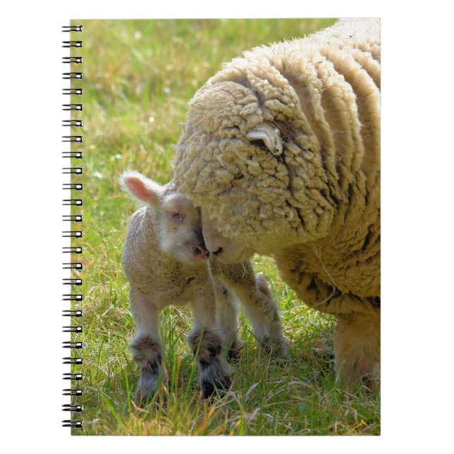 Baby Lamb Notebook (Front)
