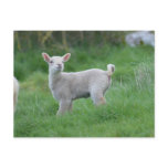 Baby Lamb Postcard