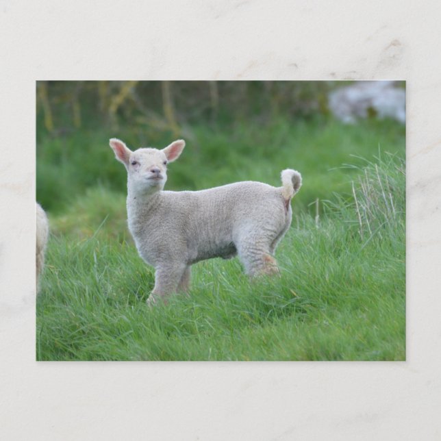Baby Lamb Postcard (Front)