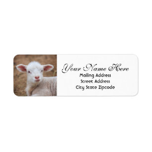 Baby Lamb Return Address Label
