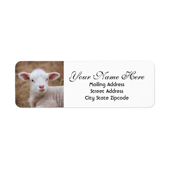 Baby Lamb Return Address Label (Front)