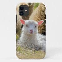 Baby Lamb Sheep Herd Flock