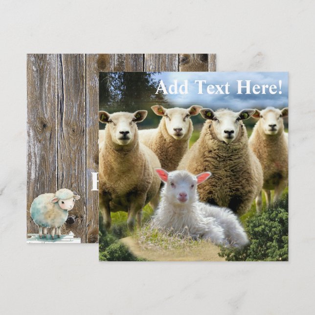 Baby Lamb Sheep Herd Flock Invitation (Front/Back)