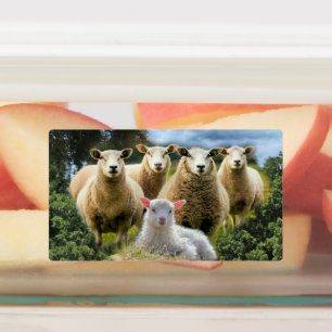Baby Lamb Sheep Herd Flock Labels