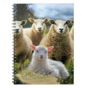 Baby Lamb Sheep Herd Flock Notebook