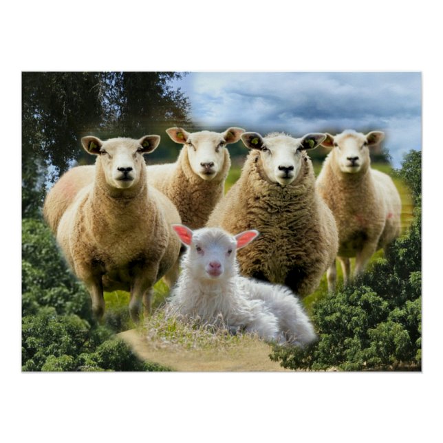 Baby Lamb Sheep Herd Flock Poster (Front)