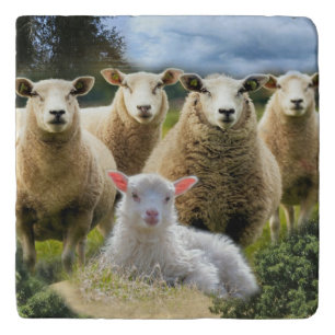 Baby Lamb Sheep Herd Flock Trivet