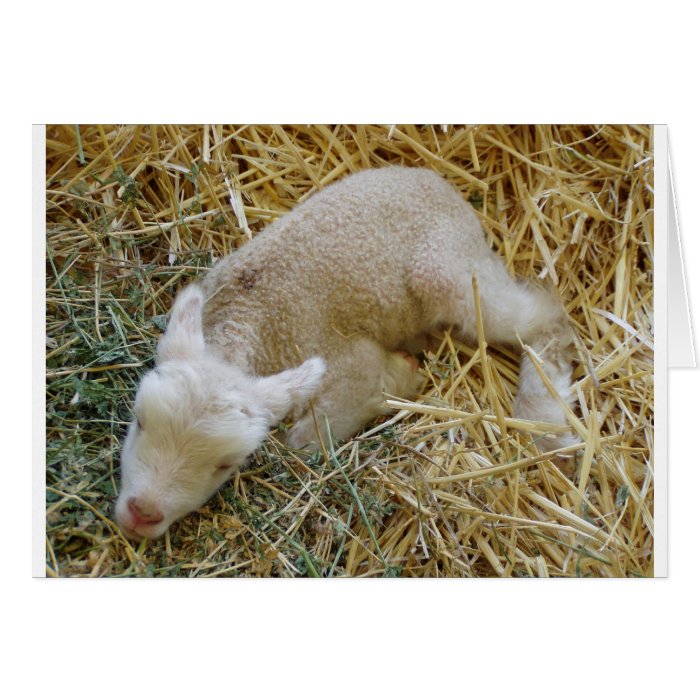 Baby lamb sleeping   Card