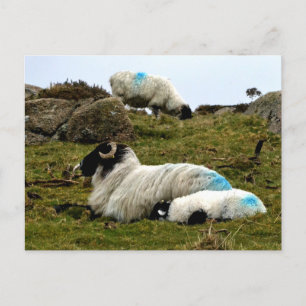 Baby Lamb Sleeping Near Wistman's Wood Postcard