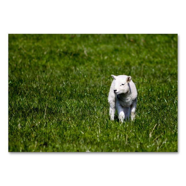 Baby Lamb Table Number (Front)