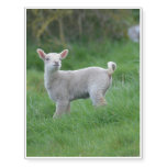 Baby Lamb Temporary Tattoos