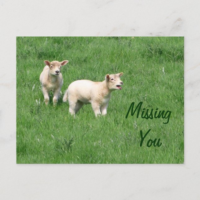 Baby Lambs Postcard-Missing You Postcard (Front)