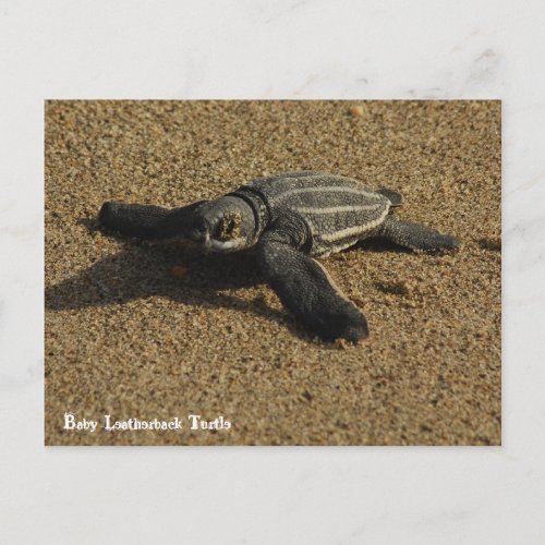 Baby Leatherback Turtle Postcard